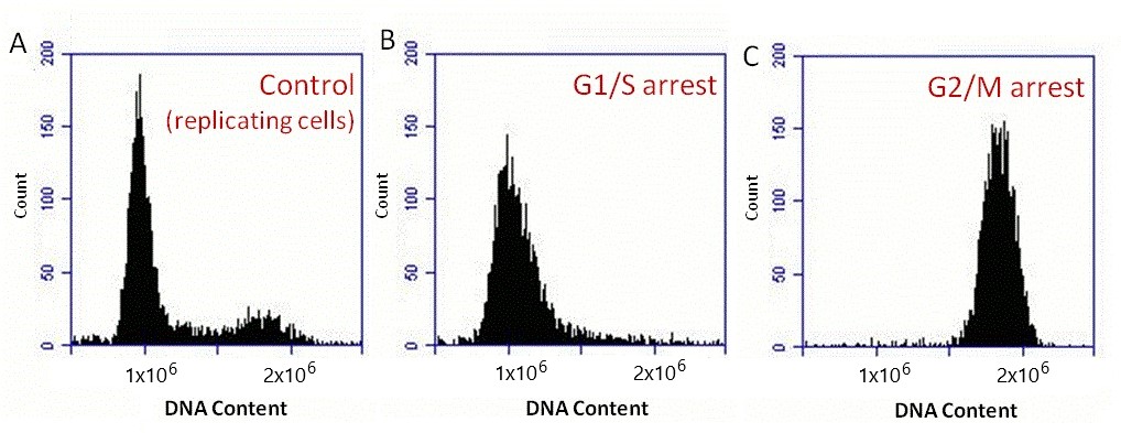 Flow Cytometry - Propidium Iodide Flow Cytometry Kit (AB139418), expandable thumbnail