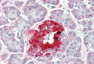 Immunohistochemistry (Formalin/PFA-fixed paraffin-embedded sections) - Anti-ProSAAS antibody (AB191283), expandable thumbnail