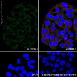 Immunocytochemistry/ Immunofluorescence - Anti-Prostaglandin D Synthase (Lipocalin)/PDS antibody [EP12357] - BSA and Azide free (AB236119)