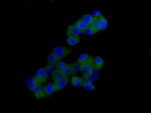 Immunocytochemistry/ Immunofluorescence - Anti-Prostaglandin D Synthase (Lipocalin)/PDS antibody [EP12357] - BSA and Azide free (AB236119)