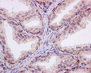 Immunohistochemistry (Formalin/PFA-fixed paraffin-embedded sections) - Anti-Prostaglandin D Synthase (Lipocalin)/PDS antibody [EP12357] - BSA and Azide free (AB236119)