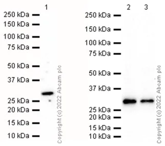 Western blot - Anti-Prostaglandin D Synthase (Lipocalin)/PDS antibody [EP12357] - BSA and Azide free (AB236119)