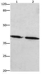 Western blot - Anti-Prostaglandin E Receptor EP1/PTGER1 antibody (AB183073), expandable thumbnail