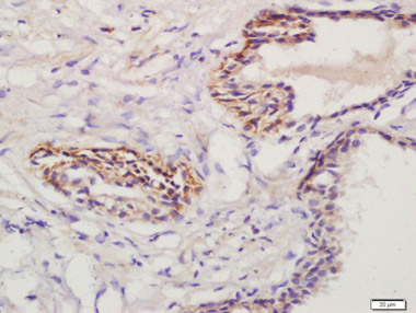 Immunohistochemistry (Formalin/PFA-fixed paraffin-embedded sections) - Anti-Prostaglandin E Receptor EP1/PTGER1 antibody (AB217925)