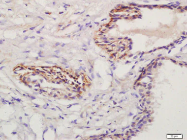 Immunohistochemistry (Formalin/PFA-fixed paraffin-embedded sections) - Anti-Prostaglandin E Receptor EP1/PTGER1 antibody (AB217925)