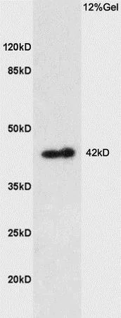 Western blot - Anti-Prostaglandin E Receptor EP1/PTGER1 antibody (AB217925)