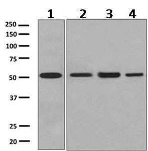 Western blot - Anti-Prostaglandin E Receptor EP2/PTGER2 antibody [EPR8030(B)] (AB167171)