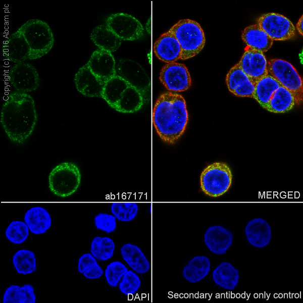 Immunocytochemistry/ Immunofluorescence - Anti-Prostaglandin E Receptor EP2/PTGER2 antibody [EPR8030(B)] - BSA and Azide free (AB236779), expandable thumbnail