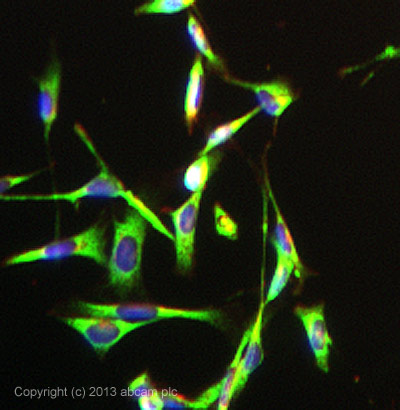 Immunocytochemistry/ Immunofluorescence - Anti-Prostaglandin E Receptor EP2/PTGER2 antibody [EPR8030(B)] - BSA and Azide free (AB236779), expandable thumbnail