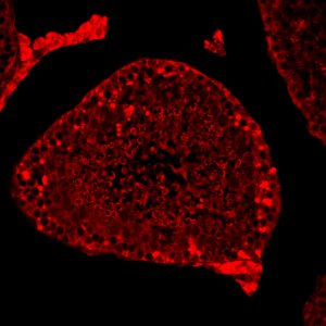 Anti-Prostaglandin E Synthase/MPGES-1 antibody