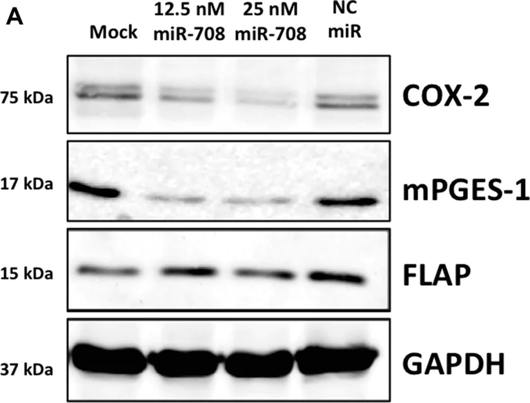 Western blot - Anti-Prostaglandin E Synthase/MPGES-1 antibody [EPR13765] (AB180589)