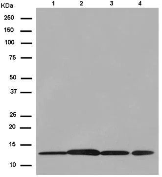 Western blot - Anti-Prostaglandin E Synthase/MPGES-1 antibody [EPR13765] (AB180589)