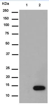 Western blot - Anti-Prostaglandin E Synthase/MPGES-1 antibody [EPR13765] - BSA and Azide free (AB250236)