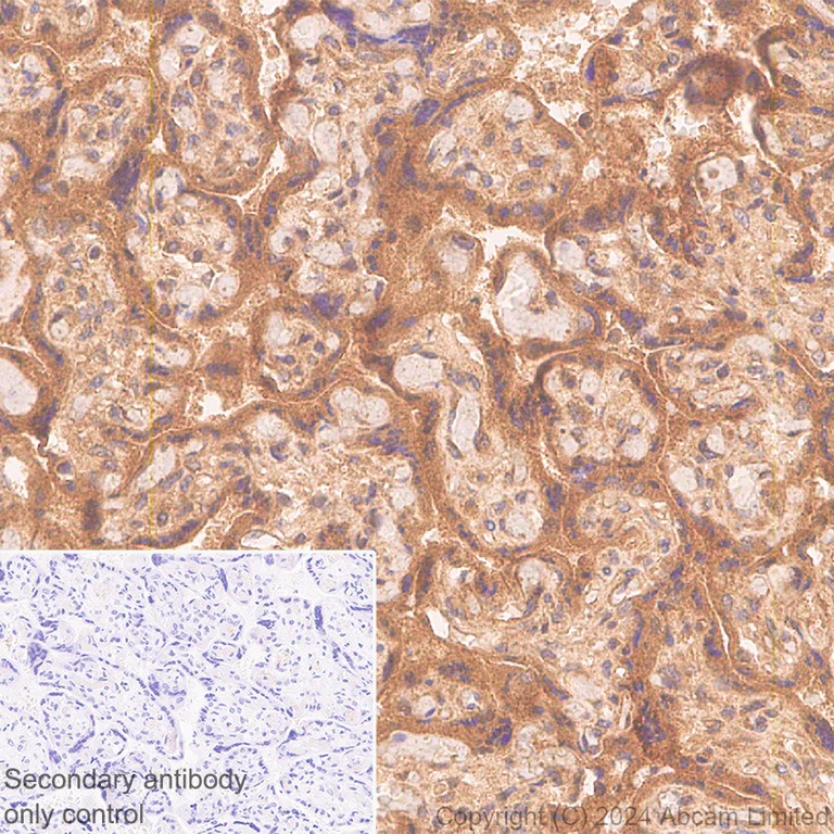 Immunohistochemistry (Formalin/PFA-fixed paraffin-embedded sections) - Anti-Prostaglandin E2/1 antibody [EPR25228-27] (AB323269)