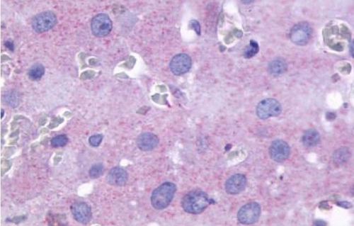 Immunohistochemistry (Formalin/PFA-fixed paraffin-embedded sections) - Anti-Prostaglandin F2 alpha Receptor/PTGFR antibody (AB188935), expandable thumbnail