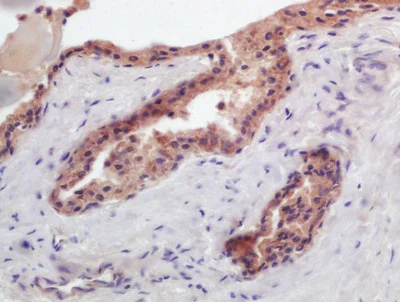 Immunohistochemistry (Formalin/PFA-fixed paraffin-embedded sections) - Anti-Prostaglandin F2 alpha Receptor/PTGFR antibody (AB203342)
