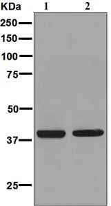 Western blot - Anti-Prostaglandin F2 alpha Receptor/PTGFR antibody [EPR5844] (AB126709)
