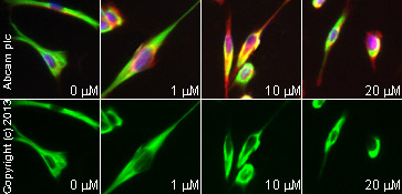 Immunocytochemistry/ Immunofluorescence - Prostaglandin J2, PGD2 analog (AB120913)