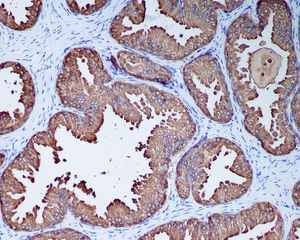 Immunohistochemistry (Formalin/PFA-fixed paraffin-embedded sections) - Anti-Prostate Secretory Protein/PSP antibody [EPR7345] (AB128897)