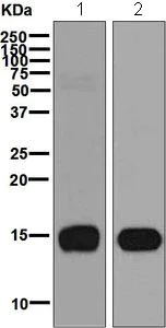 Western blot - Anti-Prostate Secretory Protein/PSP antibody [EPR7345] (AB128897)