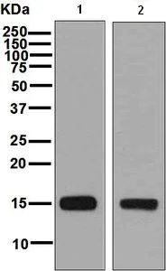Western blot - Anti-Prostate Secretory Protein/PSP antibody [EPR7346] (AB133296)