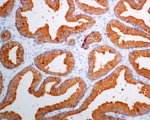 Immunohistochemistry (Formalin/PFA-fixed paraffin-embedded sections) - Anti-Prostate Secretory Protein/PSP antibody [EPR7346] - BSA and Azide free (AB248451)