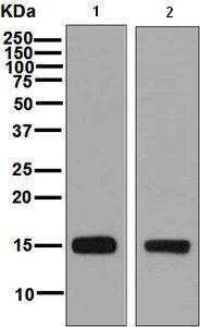 Western blot - Anti-Prostate Secretory Protein/PSP antibody [EPR7346] - BSA and Azide free (AB248451)