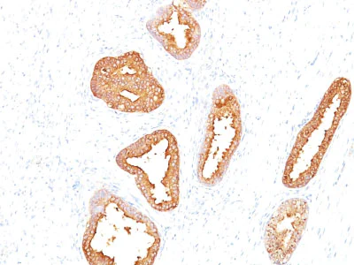 Immunohistochemistry (Formalin/PFA-fixed paraffin-embedded sections) - Anti-Prostate Specific Antigen antibody [A67-B/E3] - BSA and Azide free (AB212480)