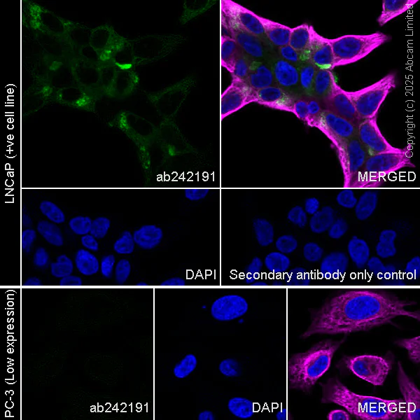 Immunocytochemistry/ Immunofluorescence - Anti-Prostate Specific Antigen antibody [EPR22271-97] - BSA and Azide free (Capture) (AB242191)