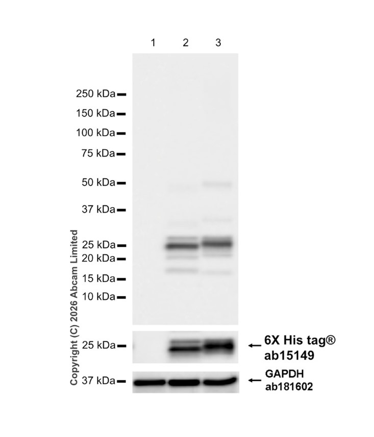 ちゃんまこ様　新品未使用品　Rab Protium 6 Anti-Prosurfactant Protein C antibody. Rabbit polyclonal (ab90716