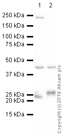 Western blot - Anti-Prosurfactant Protein C antibody (AB90716)