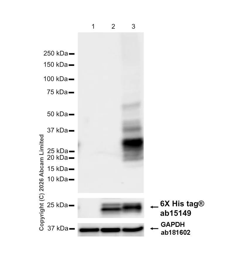 Western blot - Anti-Prosurfactant Protein C antibody [EPR19839-8] - BSA and Azide free (AB270526)