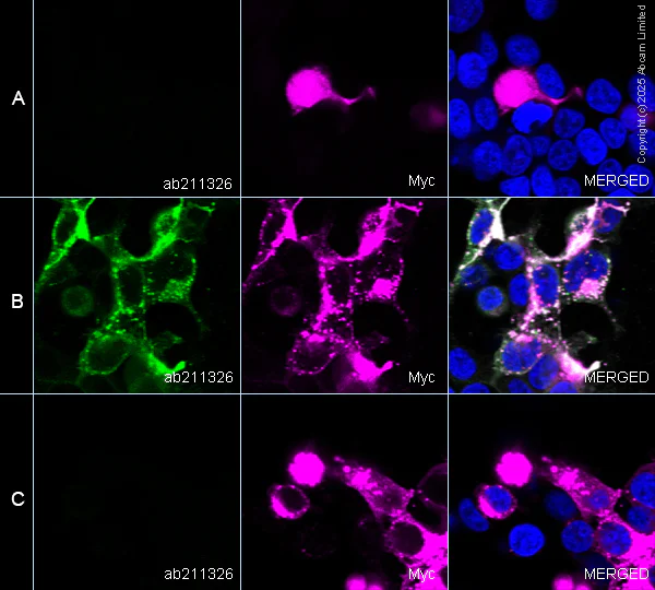Immunocytochemistry/ Immunofluorescence - Anti-Prosurfactant Protein C antibody [EPR19839] - Low endotoxin, Azide free (AB222929)