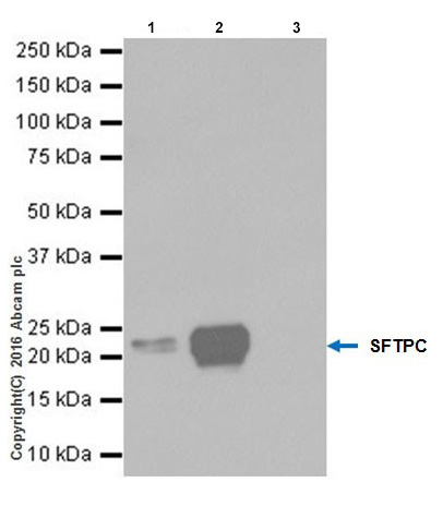 Anti-Prosurfactant Protein C antibody [EPR19839] - Low endotoxin, Azide free