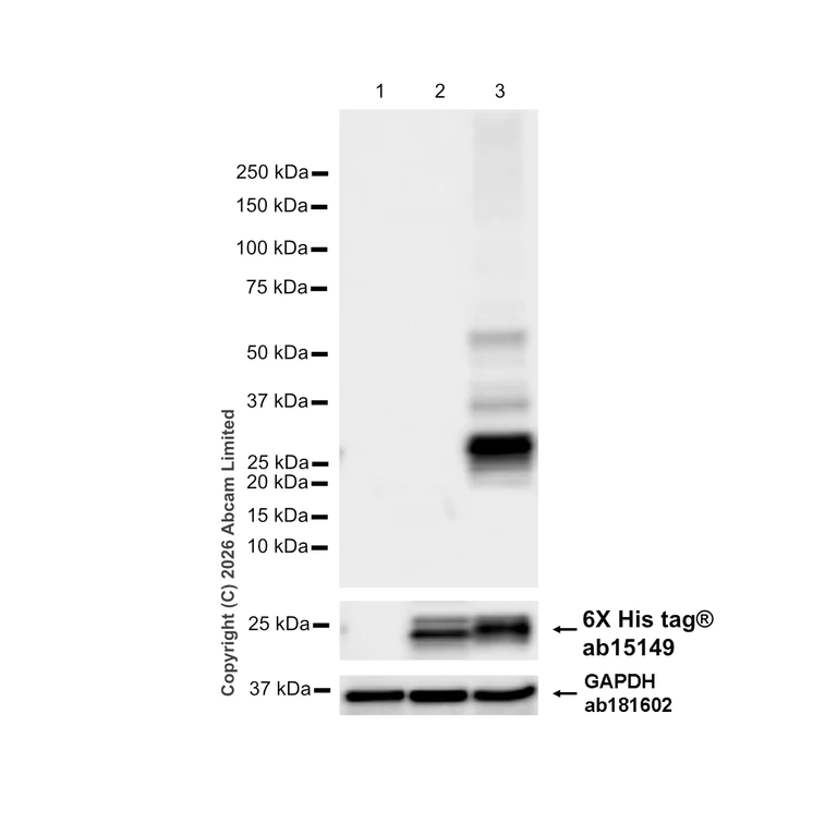 Western blot - Anti-Prosurfactant Protein C antibody [EPR19839] - Low endotoxin, Azide free (AB222929)