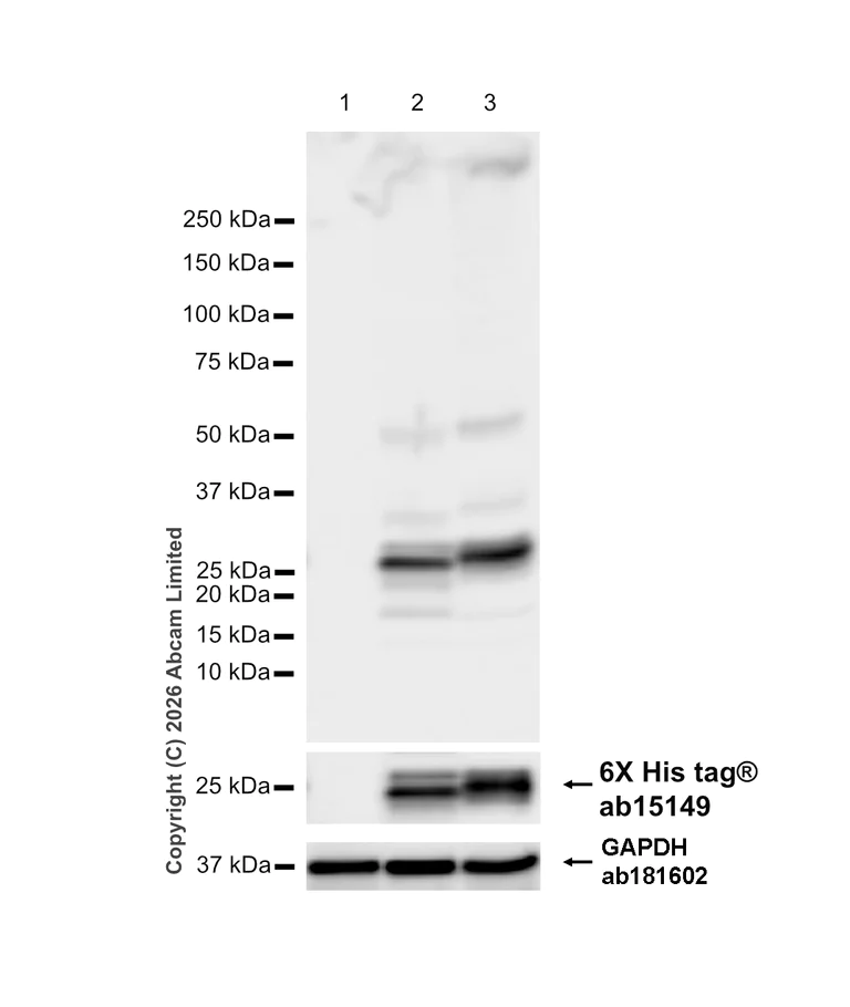 Western blot - Anti-Prosurfactant Protein C antibody [EPR21012-72] - BSA and Azide free (Capture) (AB259667)