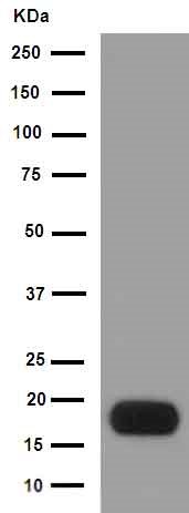 Western blot - Anti-Protamine 2 antibody [EPR15738] (AB190791)