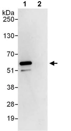 Immunoprecipitation - Anti-Proteasome 19S S4/PSMC1 antibody (AB140450)