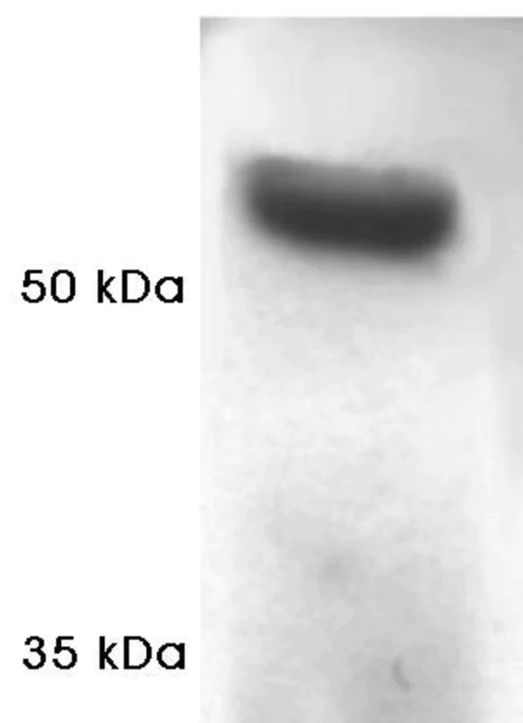 Western blot - Anti-Proteasome 19S S4/PSMC1 antibody (AB3317)
