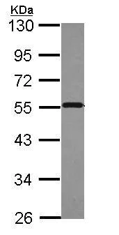 Western blot - Anti-Proteasome 19S S5A/ASF antibody (AB154935)