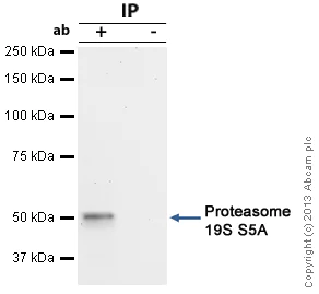 Immunoprecipitation - Anti-Proteasome 19S S5A/ASF antibody [AH1.1] (AB20239)