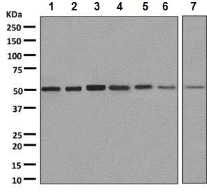 Western blot - Anti-Proteasome 19S S5A/ASF antibody [EPR8936] - BSA and Azide free (AB248825)
