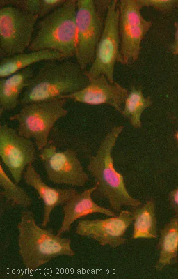 Immunocytochemistry/ Immunofluorescence - Anti-Proteasome 20S alpha 1+2+3+5+6+7 antibody [MCP231] (AB22674)