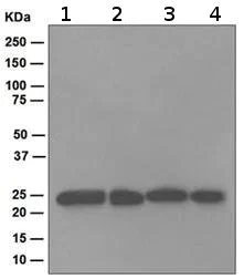Western blot - Anti-Proteasome 20S alpha 2/HC3 antibody [EPR5453] (AB109525)