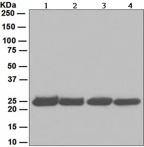 Western blot - Anti-Proteasome 20S alpha 2/HC3 antibody [EPR5454] - BSA and Azide free (AB247883)
