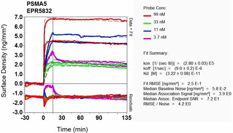 OI-RD Scanning - Anti-Proteasome 20S alpha 5/PSMA5 antibody [EPR5832] - BSA and Azide free (AB247843), expandable thumbnail