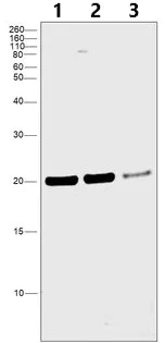 Western blot - Anti-Proteasome 20S beta 6 antibody (AB3331)