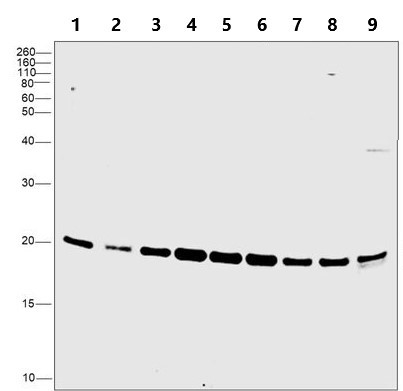 Anti-Proteasome 20S beta 6 antibody (ab3331) | Abcam