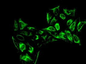 Immunocytochemistry/ Immunofluorescence - Anti-Proteasome 20S beta 6 antibody [EPR9684] (AB150392)