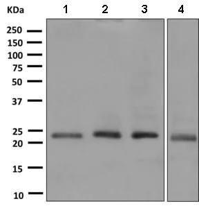 Western blot - Anti-Proteasome 20S beta 6 antibody [EPR9684] (AB150392)